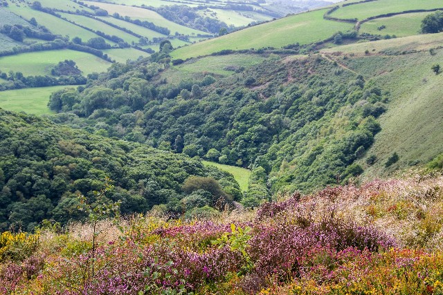Exmoor